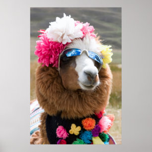 Pôster Alpaca, Pachacoto, Cordillera Blanca, Ancash