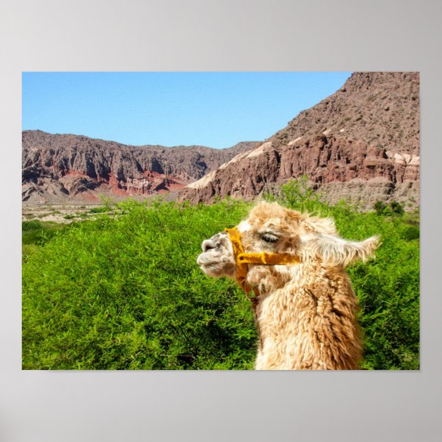 Poster Alpaca perto de Salta, Argentina (Frente)