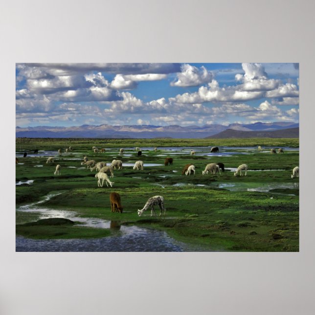 Poster Alpacas nos Andes (Frente)