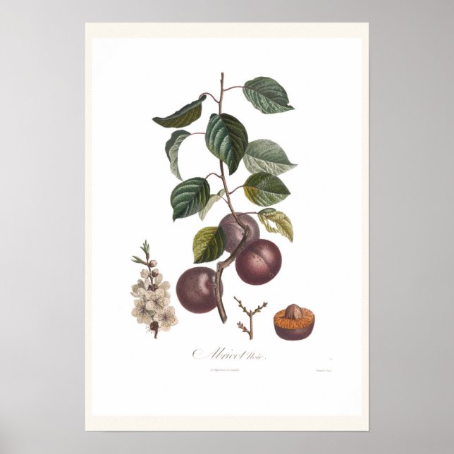 Poster Alperce preto (Frente)