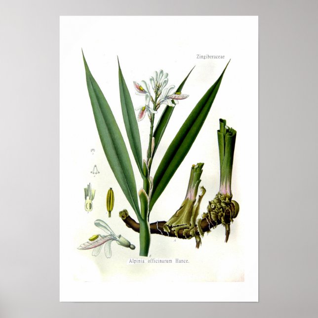 Poster Alpinia officinarum (Galangal) (Frente)