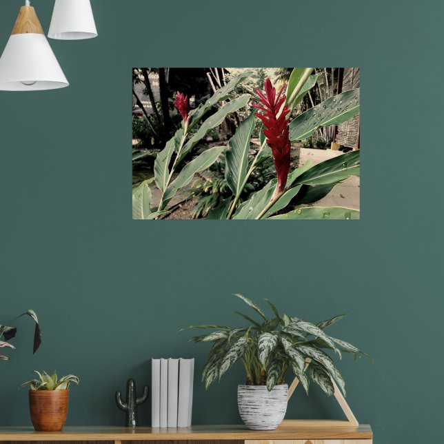 Poster Alpínia purpurata (Sala de Estar 1)