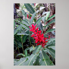 Poster Alpínia purpurata 1
