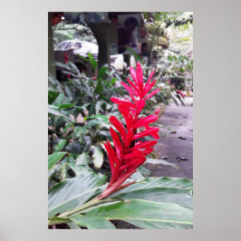 Poster Alpínia purpurata 4