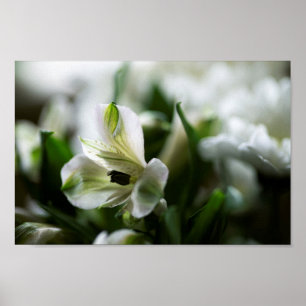 Poster Alstroemeria Branca Flor de Lilly Peruana