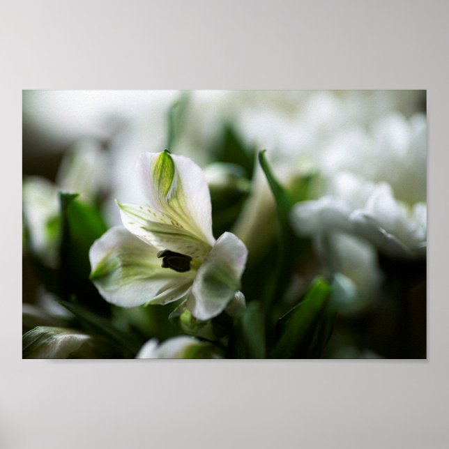 Poster Alstroemeria Branca Flor Peruana (Frente)