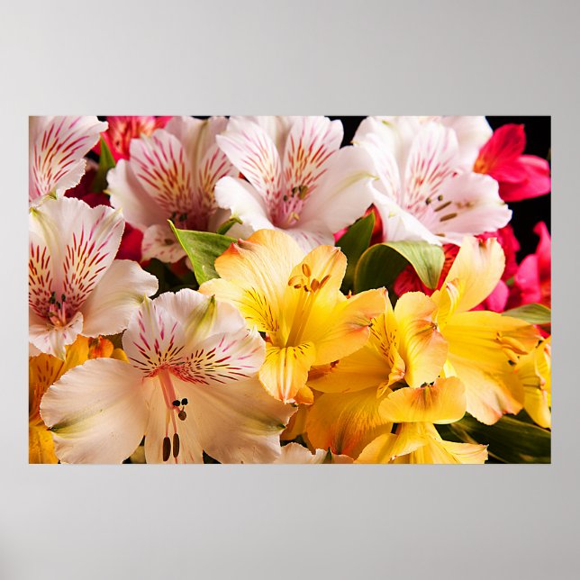 Poster Alstroemeria Flowers Poster/Impressão (Frente)