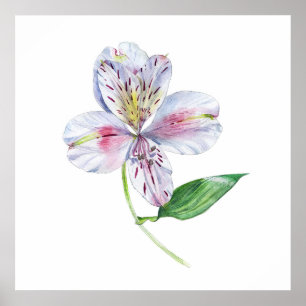 Poster Alstroemeria Lírio Peruano Aquarela Botânica