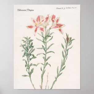 Poster Alstroemeria Pelegrina