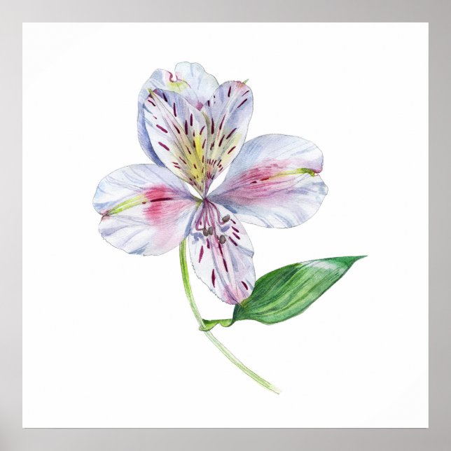 Poster Alstroemeria Peruvian Lily Botanical Watercolor (Frente)