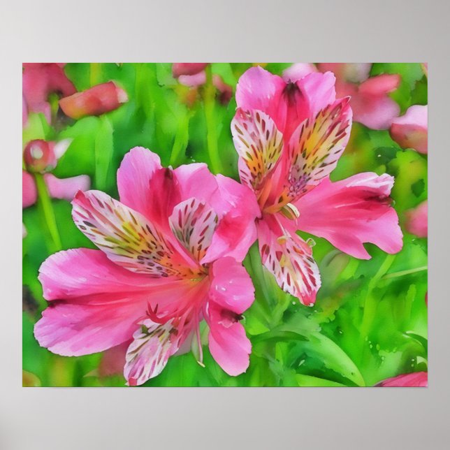 Poster Alstroemeria Rosa Lily Flowers Estilo de Aquarela (Frente)