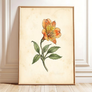 Poster Alstroemeria Tela Botânica Arte de Parede