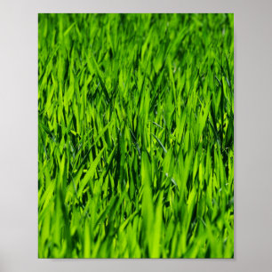 Poster Altas lâminas de grama