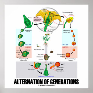 Pôster Alternância De Gerações (Ciclo De Vida Da Flor)