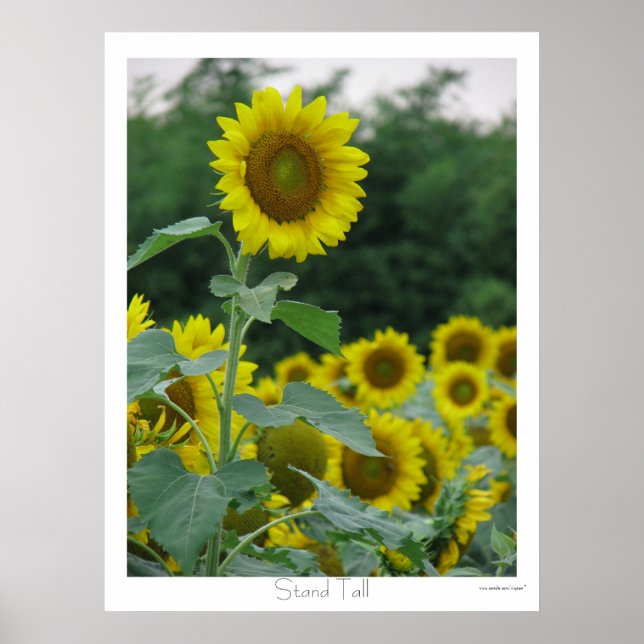 Poster Altura do suporte (Frente)