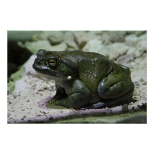 Pôster Alvarius de Incilius