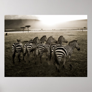 Pôster Alvorecer da zebra