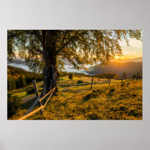 Poster Alvorecer enevoado em uma floresta