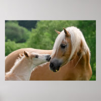 Ama de haflinger e abraço de fofinha