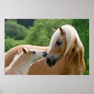 Poster Ama de haflinger e abraço de fofinha