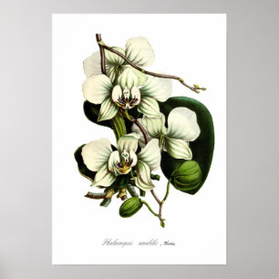 Pôster Amabilis do Phalaenopsis