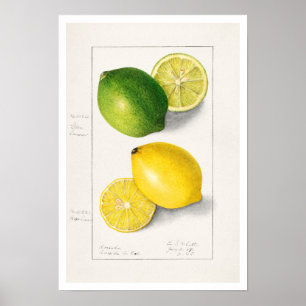 POSTER AMANDA ALMIRA NEWTON BOTÂNICA "LEMONS"