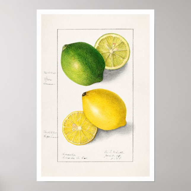POSTER AMANDA ALMIRA NEWTON BOTÂNICA "LEMONS" (Frente)