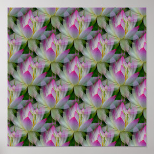 Poster Amando Lotuses...