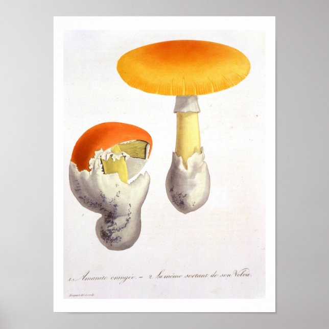 Poster Amanita Caesaria from 'Phytographie Medicale' by J (Frente)