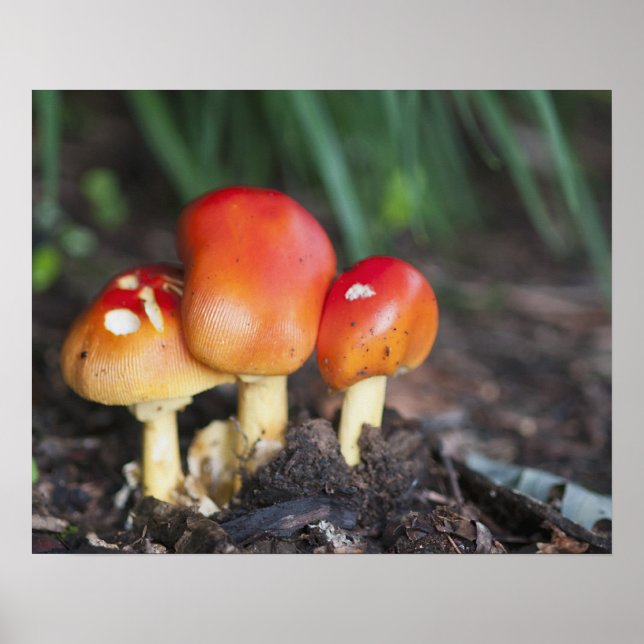 Poster Amanita family mushroom (Frente)