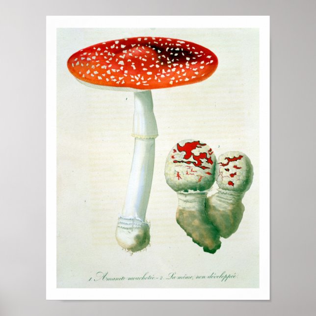 Pôster Amanita Muscaria de 'Phytographie Medicale' por J (Frente)