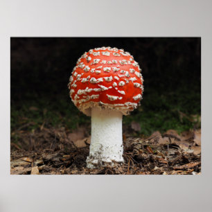 Poster Amanita muscaria var. aureola (Fly Agaric)