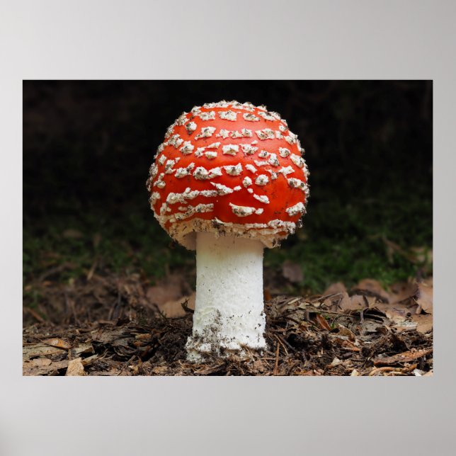 Poster Amanita muscaria var. aureola (Fly Agaric) (Frente)