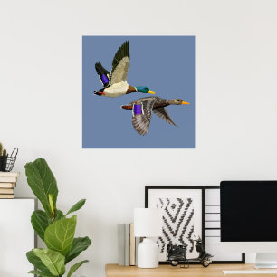 Poster Amantes do Pato de Mallard
