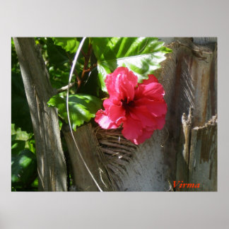 Poster Amapola enamorada del palmar