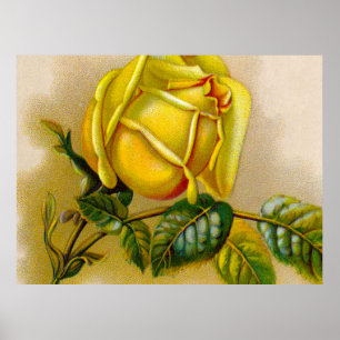 Poster Amarela Rosa Antiga Estampa Vintage Arte Fina