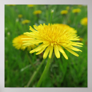 Poster amarelo, borboleta, planta, dandelion, prado,