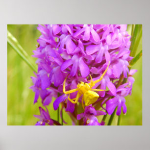 Poster amarelo da aranha do caranguejo