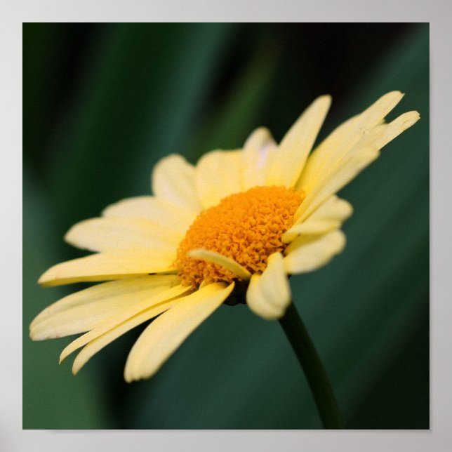 Poster Amarelo Daisy Flower Close Up (Frente)
