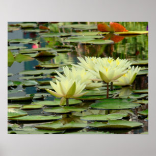 Poster amarelo das flores de Lotus do luar & das a