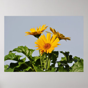 Poster amarelo das margaridas do Gerbera