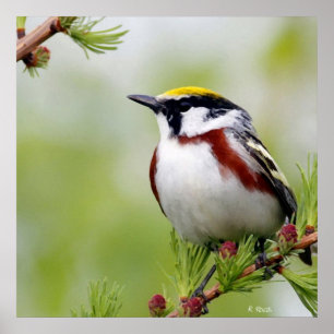 Pôster Amarelo de aves
