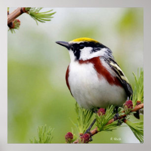 Pôster Amarelo de aves