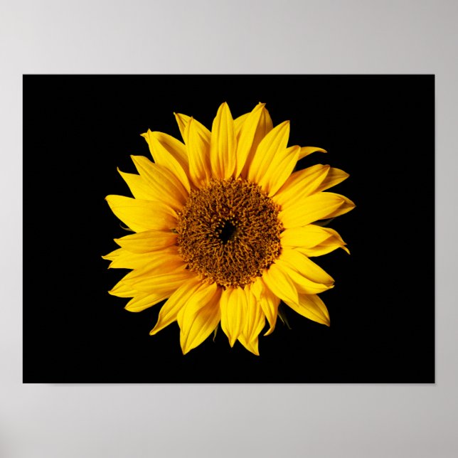 Poster Amarelo de girassol em preto - Flores Sun personal (Frente)