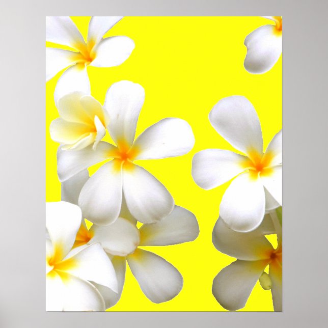Poster Amarelo de plumeria branca havaiana (Frente)