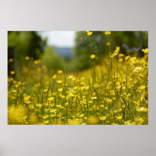 Poster amarelo do campo de flor