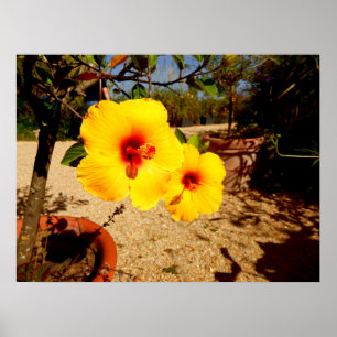 Poster amarelo do hibiscus