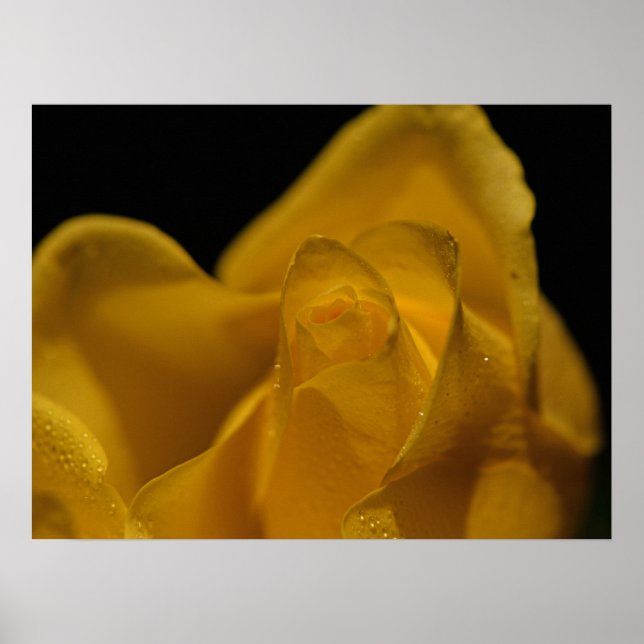 Poster Amarelo-Elegante-Solteiro Rosa Fechar (Frente)