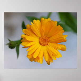 Poster Amarelo Gerbera Daisy Wildflower