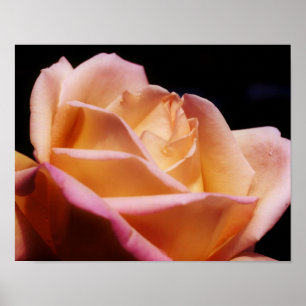 Poster amarelo matizado da flor do Rosebud